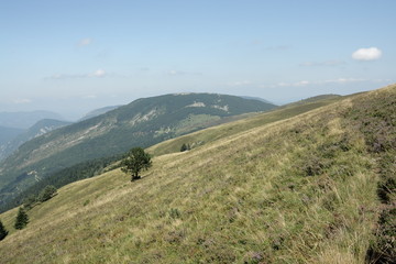 Naklejka premium Prairie dans les Pyrénées audoises, France