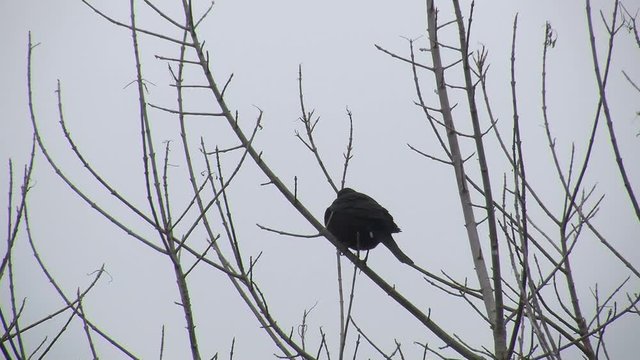 Eine Amsel sitzt bei leichtem Schneefall auf einem Zweig