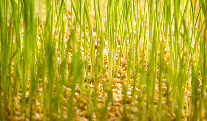 young green wheat grass
