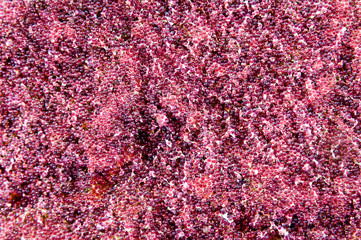 Fish eggs of damselfish, Komodo Island, Indonesia, Indo-Pacific.  