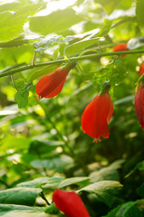 The beautiful flowers