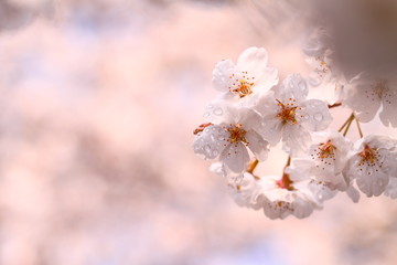 日本の風景-桜