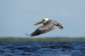 An adult Brown Pelican flies low over the water with its wings stretched forward on a bright sunny day.