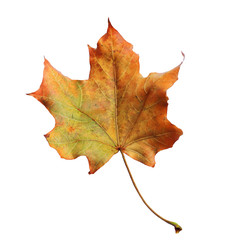 Autumn maple branch with leaves isolated on background