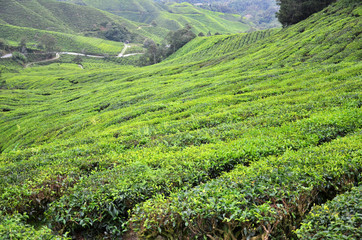 Fototapeta na wymiar Tea Plantation in the Cameron Highlands in Malaysia
