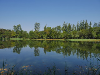 Trees in the park with a pond, a breeze against the background of sky