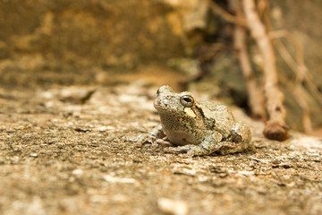 Profile of Tiny Tree Frog