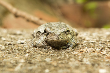 Tiny Tree Frog Face on
