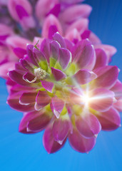 Fototapeta premium lupine, small depth of sharpness