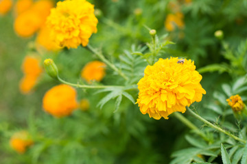 yellow Marigolds flower on garden. background concept.