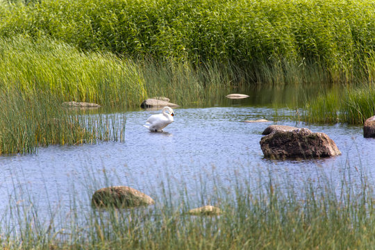 swan in the lake, in an environment of a green grass and stones..