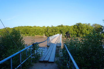 Wooden foot bridge over the river and mangrove forest