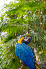 Blue and Yellow Macaw