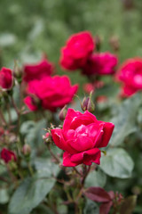 Deep Red Roses