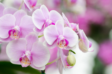 Fototapeta na wymiar Pink orchid flower blossom in spring