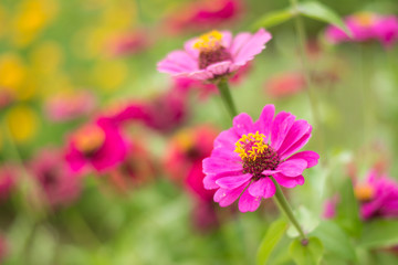 Pink flower of gerbera on garden. background concept.
