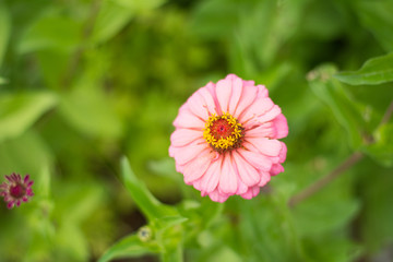Pink flower of gerbera on garden. background concept.
