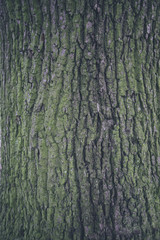 Bark texture 1