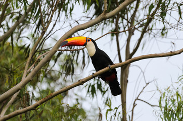 Toucan with long orange beak and blue eyes