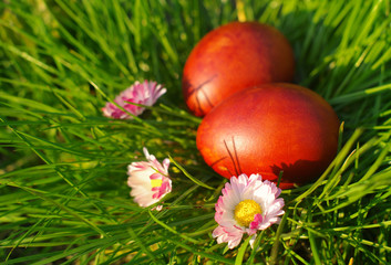 Easter red eggs and spring flowers in a green grass in spring sunny day, close up