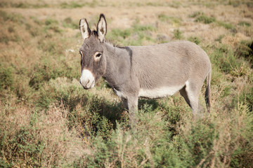 little donkey in the desert