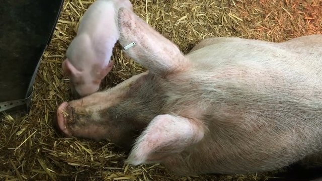 Mother pig with piglet

Mother pig lying in straw inside pigsty with little piglet trying to find food under its mothers snout