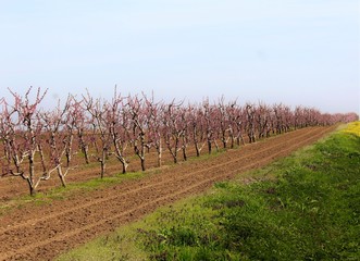 Obraz premium Vineyard in spring