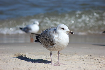 Möwe Strand