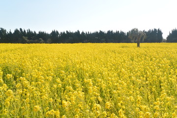 Fototapeta premium 菜の花畑