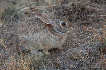 Cute Cottontail RAbbit