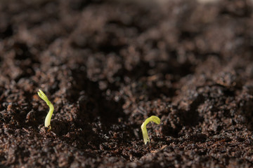 New born life