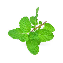 mint leaf  on white background