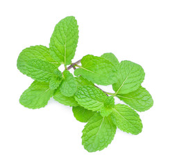 Fresh raw mint leaves isolated on white background
