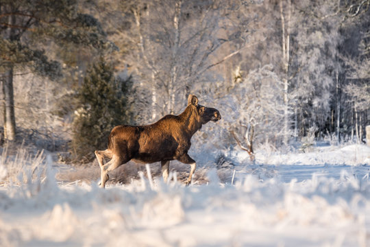 Mother moose trotting in snow on a sunny winter day in Sweden