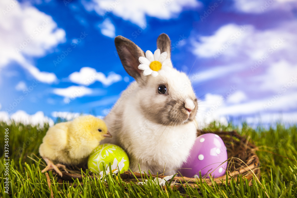 Wall mural easter chicken and rabbit in the spring time