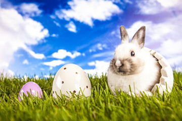 Easter rabbit in the spring time