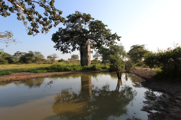 Big and wonderful Baobab at the Kissama National Park - Angola, Africa - 137345970