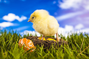 Easter little chicken in the spring time