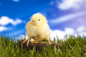 Easter little chicken in the spring time