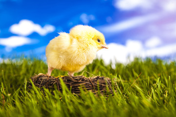 Easter little chicken in the spring time