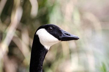 Canada Goose (Branta canadensis) at the Sepulveda Basin Wildlife Reserve, Van Nuys, CA, USA.
