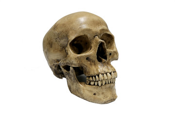 Fototapeta premium Human skull on isolated white background