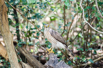 Accipiter badius Shikra Accipiter badius Keoladeo Ghana 