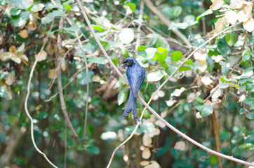 black drongos 