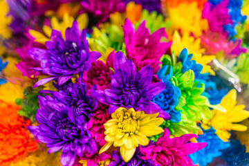 Multi colored dyed daisies in bouquets