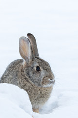 Obraz premium Cottontail Rabbit in Snow