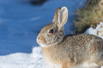 Naklejka na ściany i meble Cottontail Rabbit in Snow