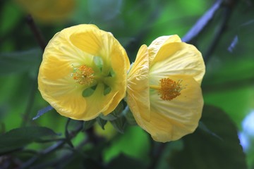 flower bell yellow colombian tropical, closeup 