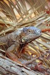 green brown Lizard, caught close-up, staringmat the viewer with disdain