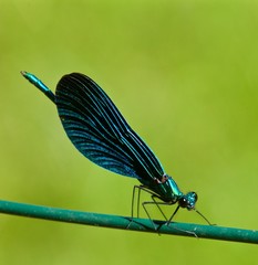 Libellula verde su fondo verde